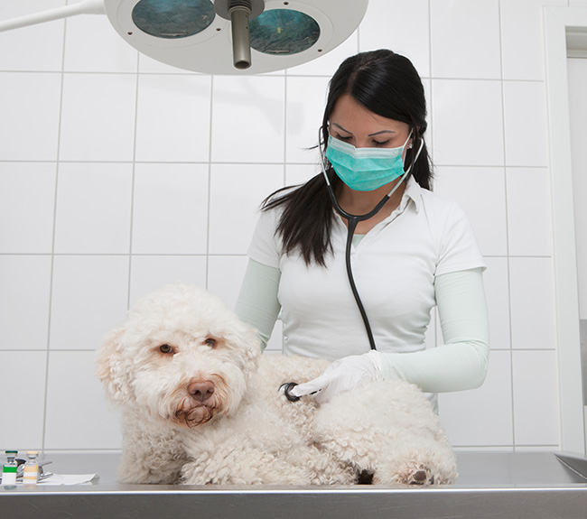 vet examining a dog