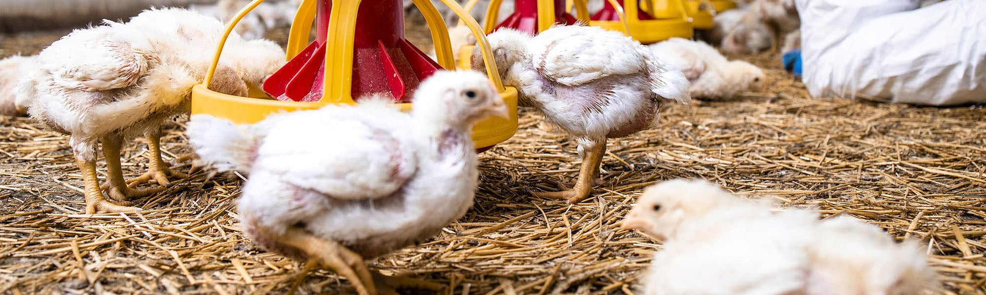 Close-up of several chicks on a chicken farm.