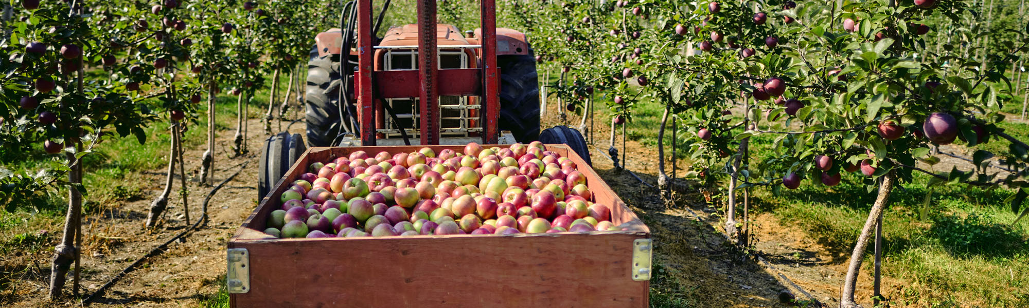 A rear view of a truck loading apples, driving down a lane in an apple orchard.