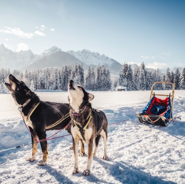 snowsled dogs